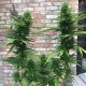 Auto Mango feminised Ganja Seeds - 2 насінини