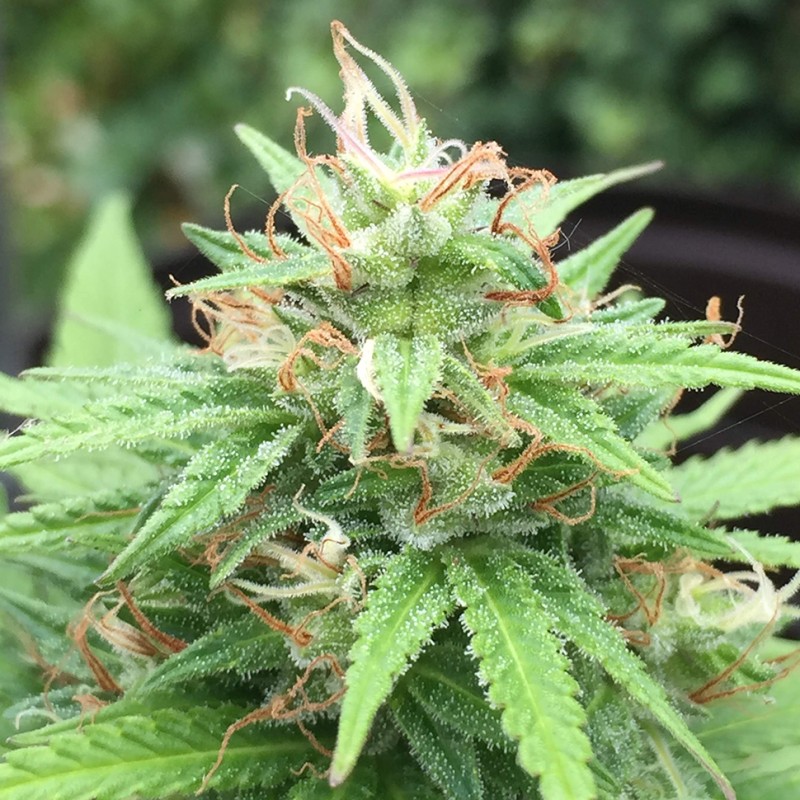 Auto Mango feminised Ganja Seeds - 2 насінини