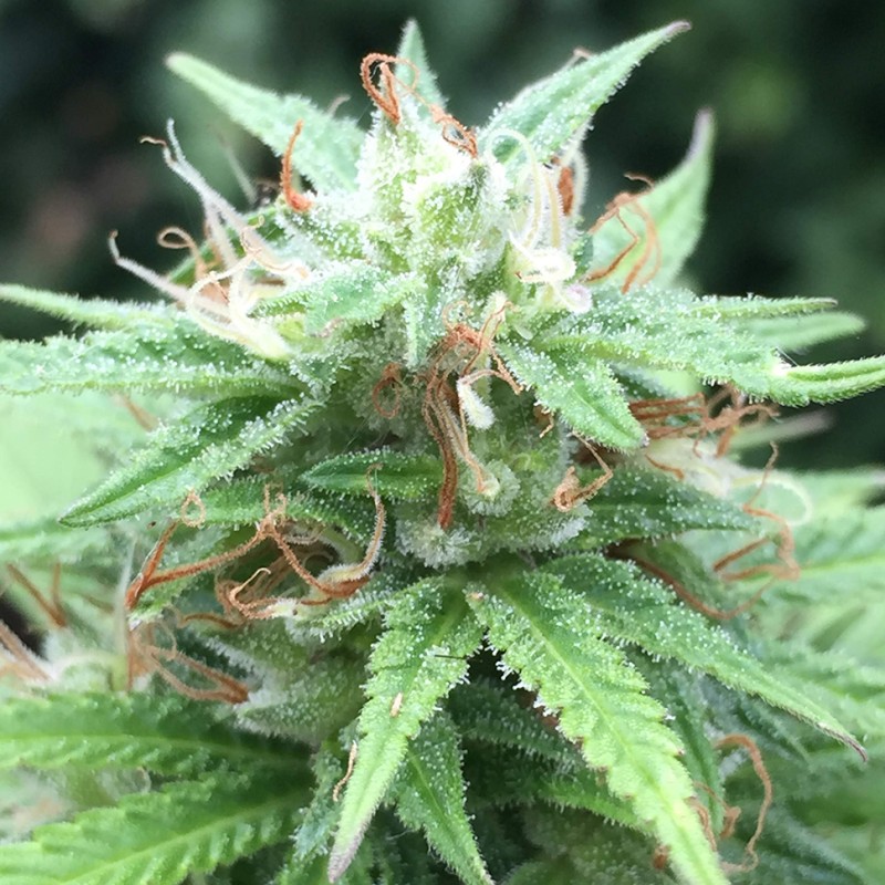 Auto Mango feminised Ganja Seeds - 2 насінини
