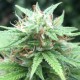 Auto Mango feminised Ganja Seeds - 2 насінини