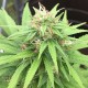 Auto Mango feminised Ganja Seeds - 2 насінини