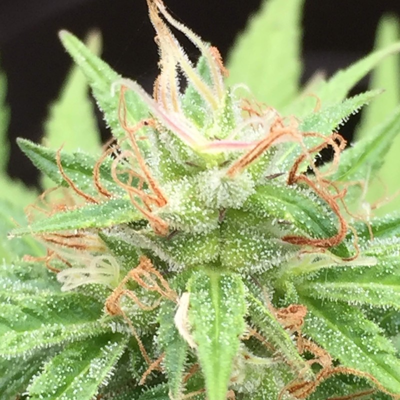 Auto Mango feminised Ganja Seeds - 2 насінини