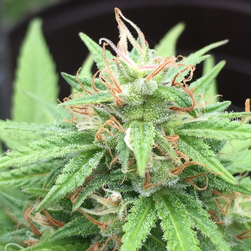 Auto Mango feminised Ganja Seeds - 2 насінини