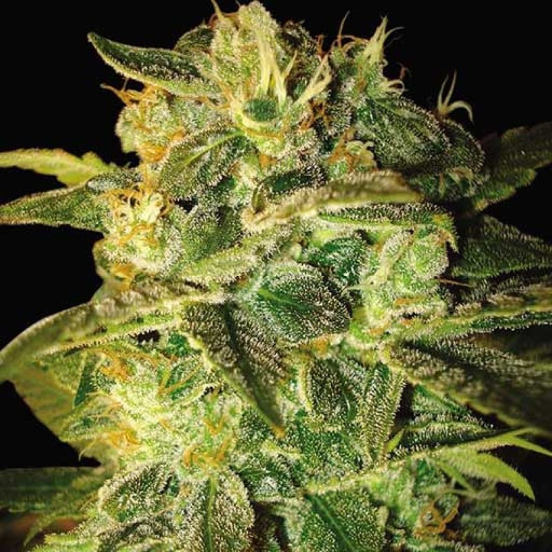 Auto Mango feminised Ganja Seeds - 2 насінини