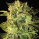 Auto Mango feminised Ganja Seeds - 2 насінини