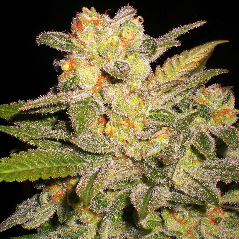 Auto Mango feminised Ganja Seeds - 2 насінини