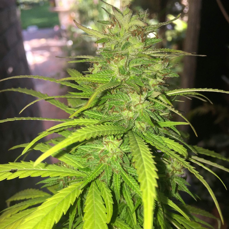 Auto Mango feminised Ganja Seeds - 2 насінини