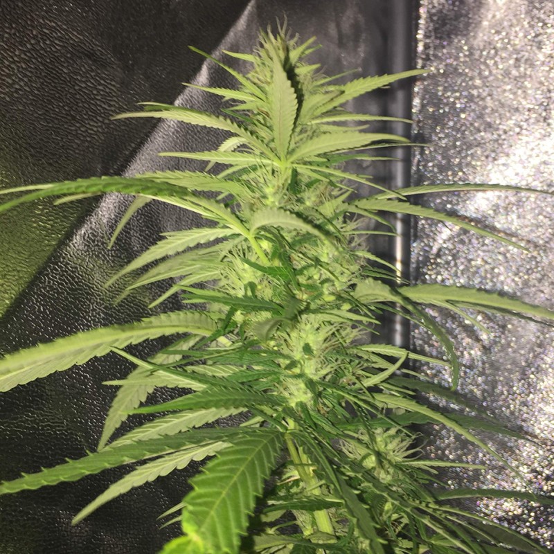 Auto Mango feminised Ganja Seeds - 2 насінини