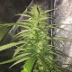 Auto Mango feminised Ganja Seeds - 2 насінини