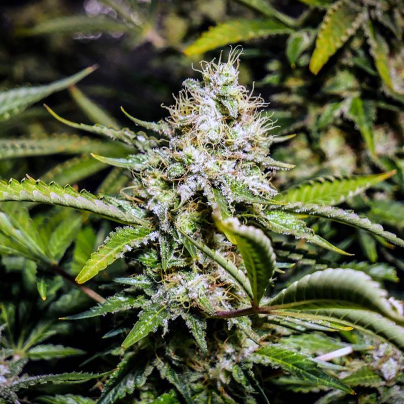 Auto Tutankhamon feminised Ganja Seeds - 4 насінини