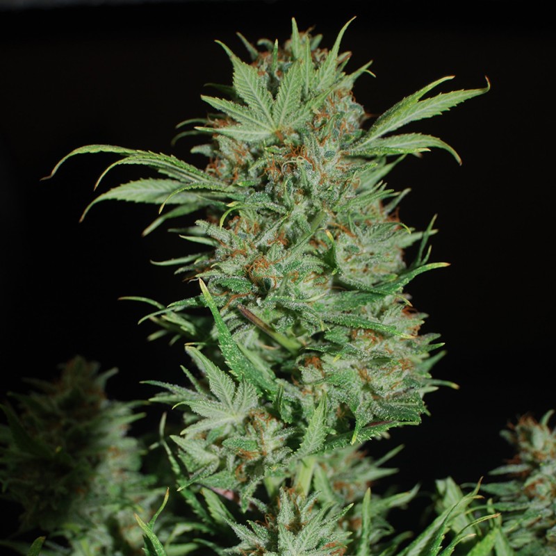 Auto Wembley feminised GanjaLiveSeeds