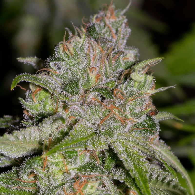 Auto Sweet Tooth feminised Green Silk Road Seeds