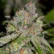 Auto Sweet Tooth feminised Green Silk Road Seeds