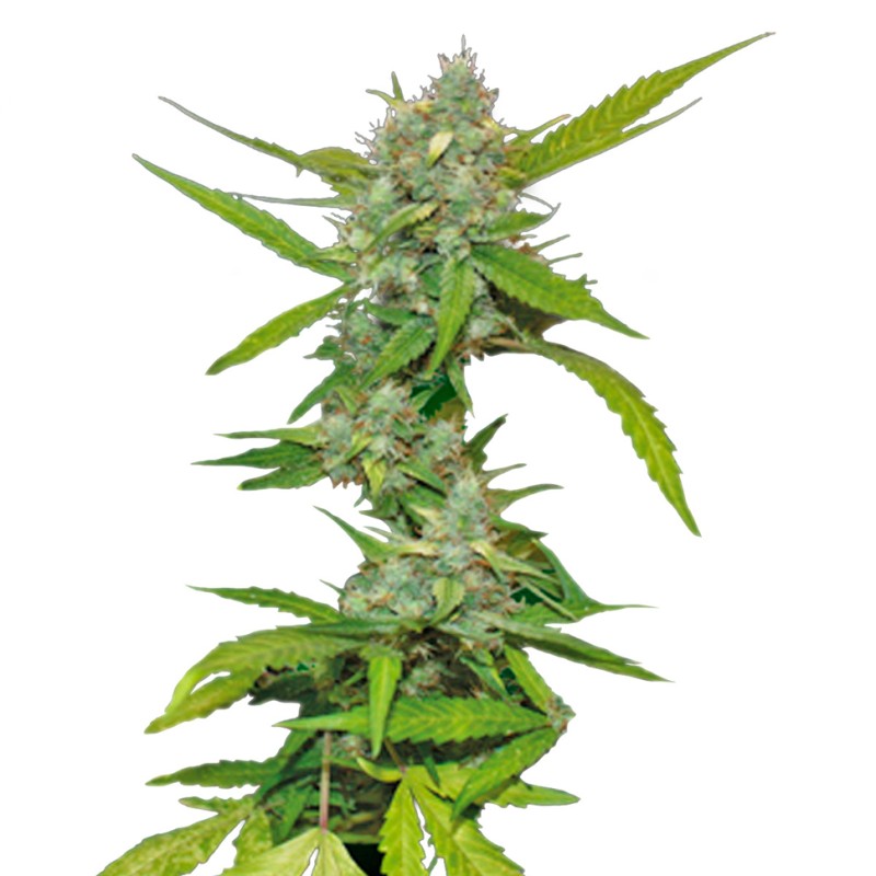 Auto Sweet Tooth feminised Green Silk Road Seeds