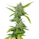 Auto Sweet Tooth feminised Green Silk Road Seeds