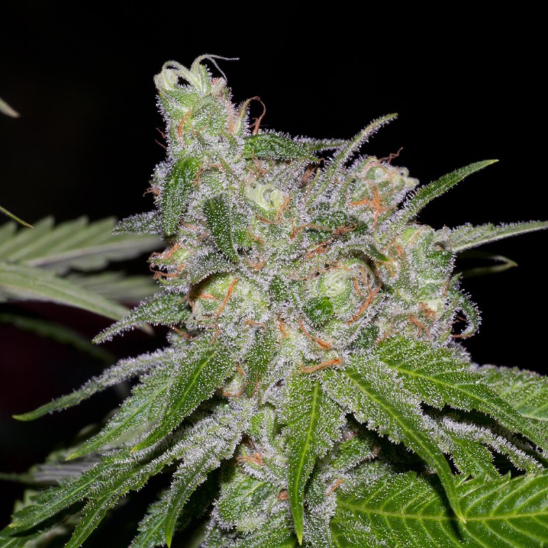 Auto Sweet Tooth feminised Green Silk Road Seeds