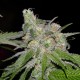 Auto Sweet Tooth feminised Green Silk Road Seeds