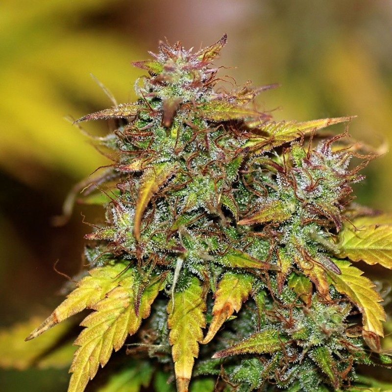 Auto Kush feminised GanjaLiveSeeds