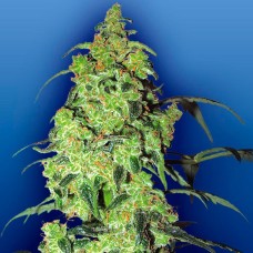 Auto Blow Mind feminised GanjaLiveSeeds