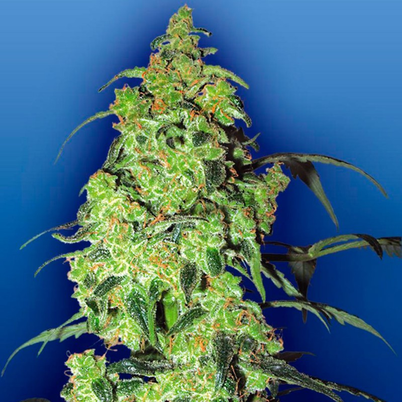 Auto Blow Mind feminised GanjaLiveSeeds