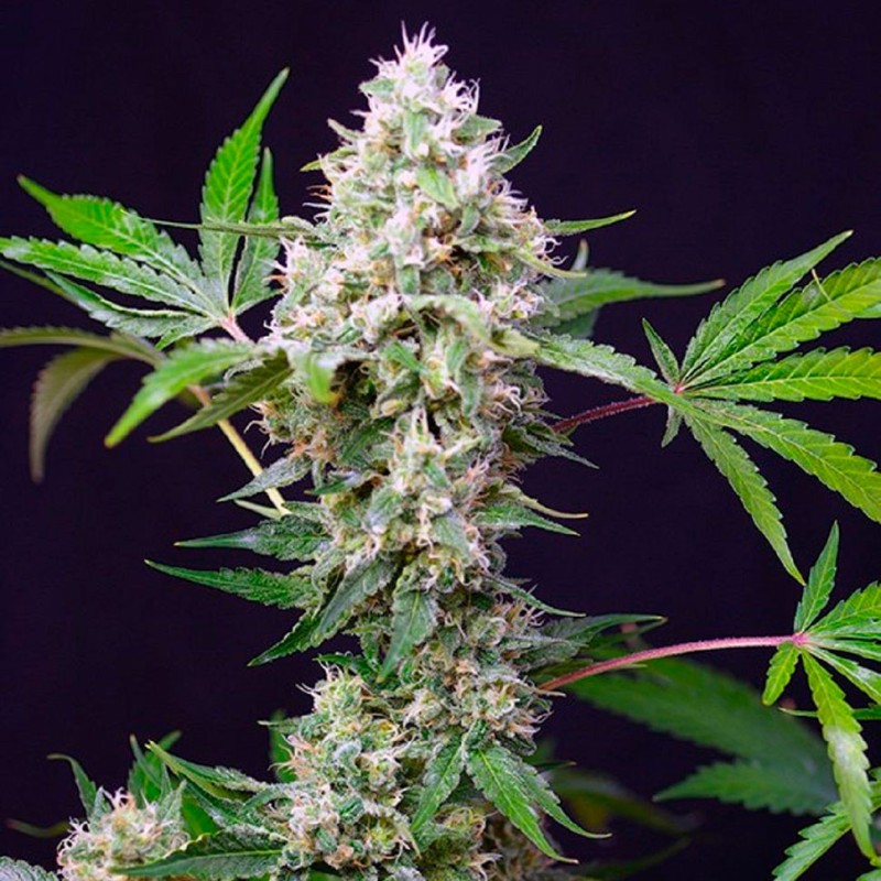 Auto Blow Mind feminised GanjaLiveSeeds