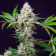 Auto Blow Mind feminised GanjaLiveSeeds