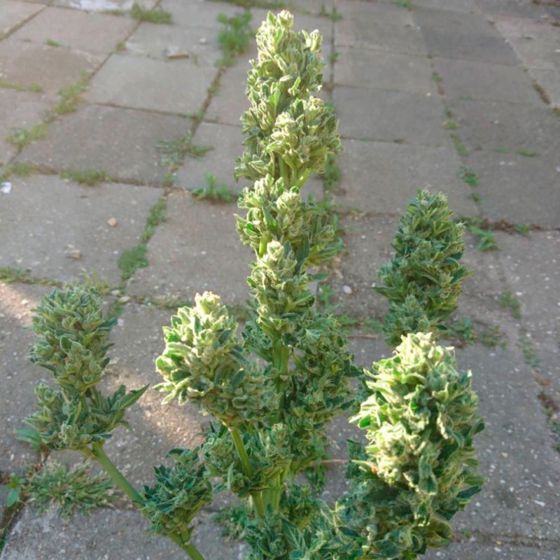 Auto Blow Mind feminised GanjaLiveSeeds
