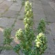 Auto Blow Mind feminised GanjaLiveSeeds