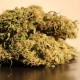 Auto Blow Mind feminised GanjaLiveSeeds