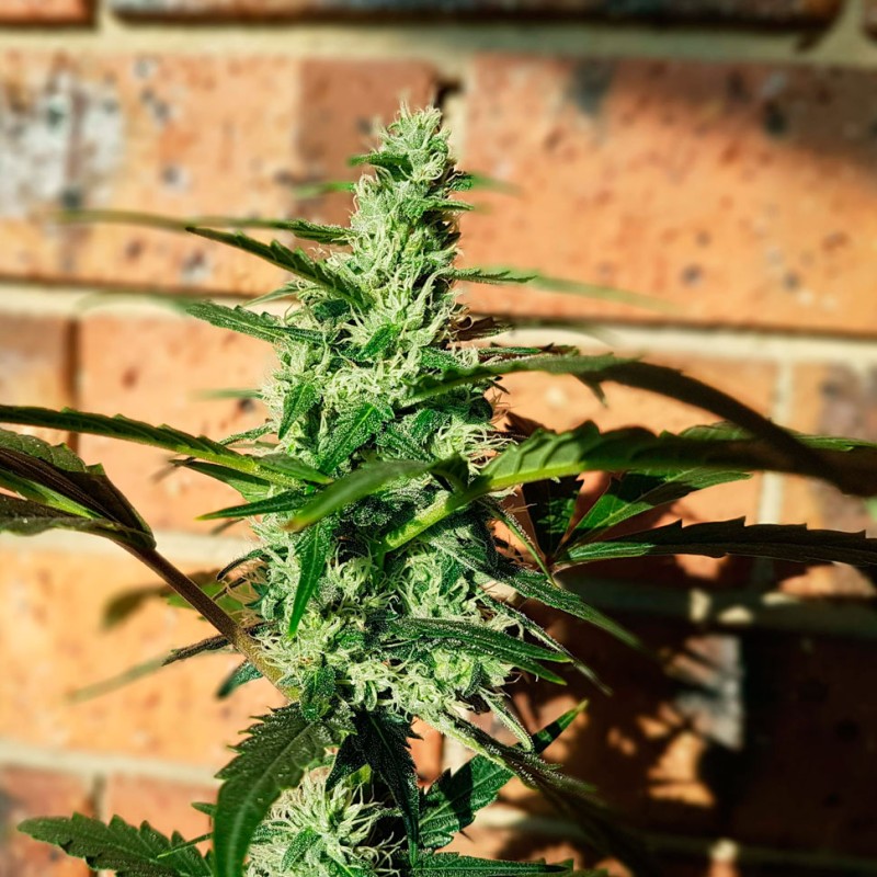 Auto Blow Mind feminised GanjaLiveSeeds