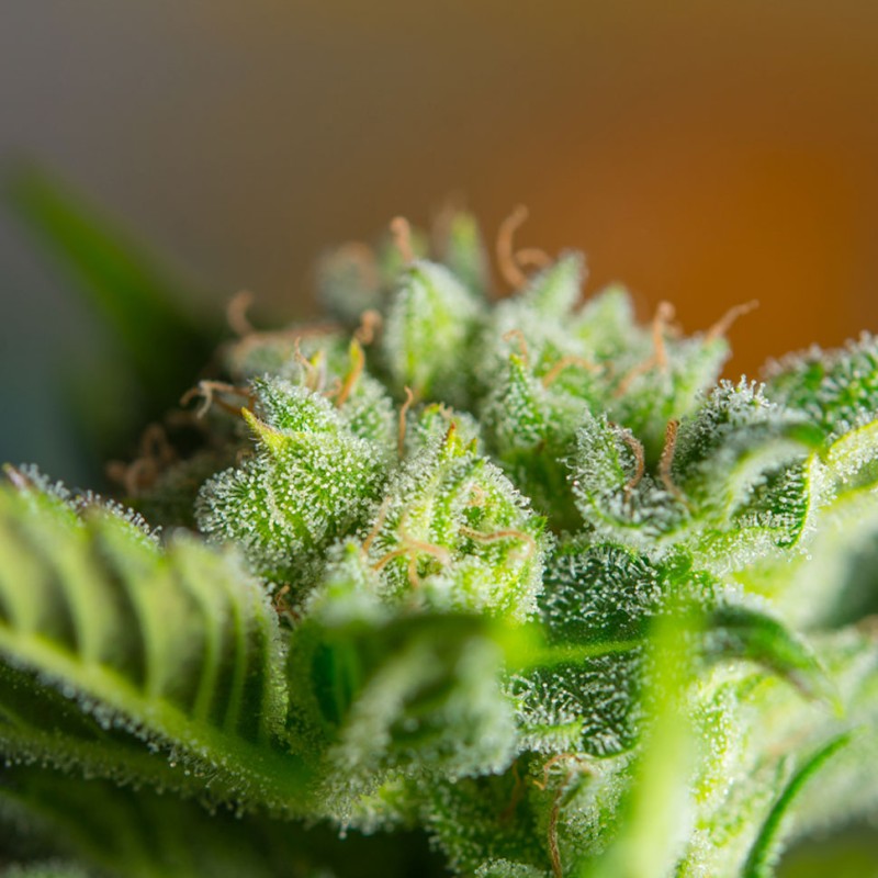 Auto Blow Mind feminised GanjaLiveSeeds