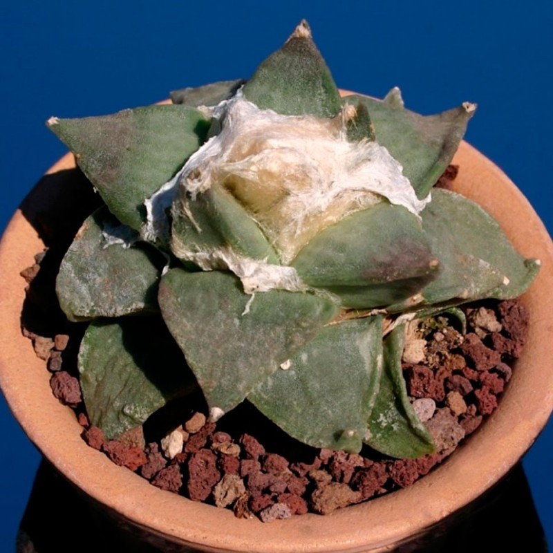 Ariocarpus retusus