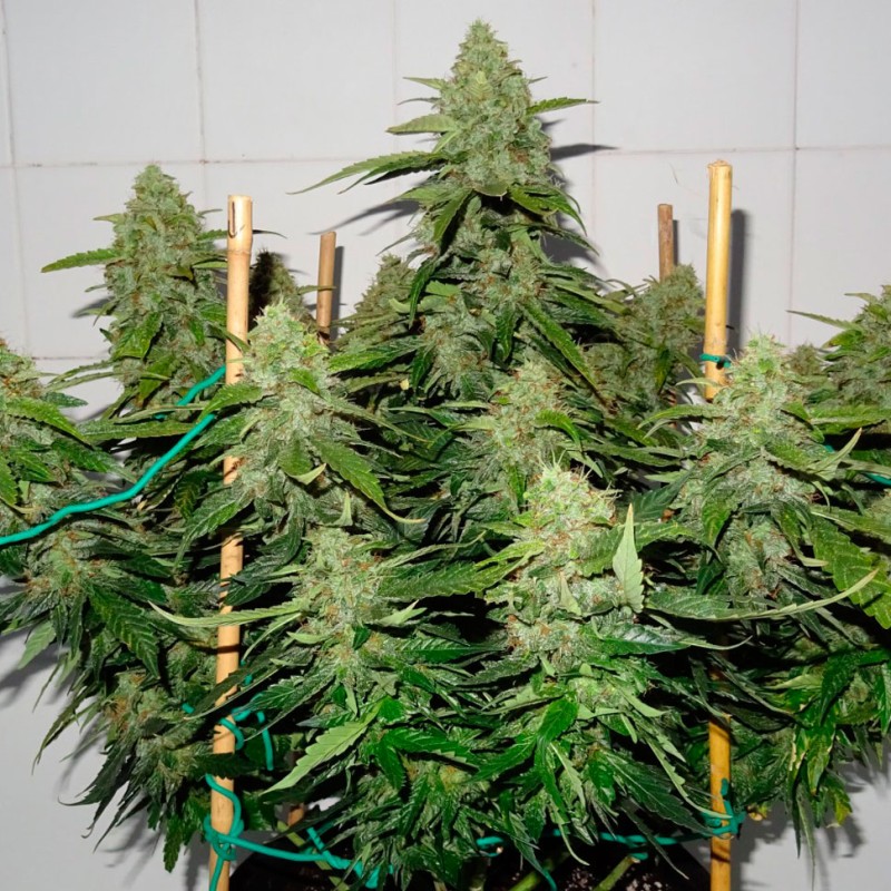 Glueberry O.G. feminised Ganja Seeds