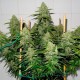 Glueberry O.G. feminised Ganja Seeds
