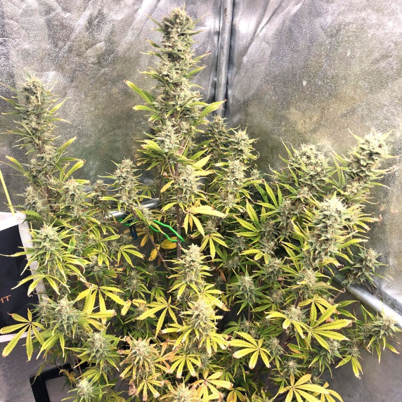 Glueberry O.G. feminised Ganja Seeds