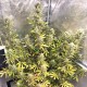 Glueberry O.G. feminised Ganja Seeds