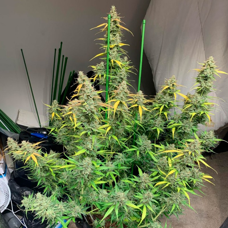 Glueberry O.G. feminised Ganja Seeds