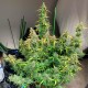 Glueberry O.G. feminised Ganja Seeds