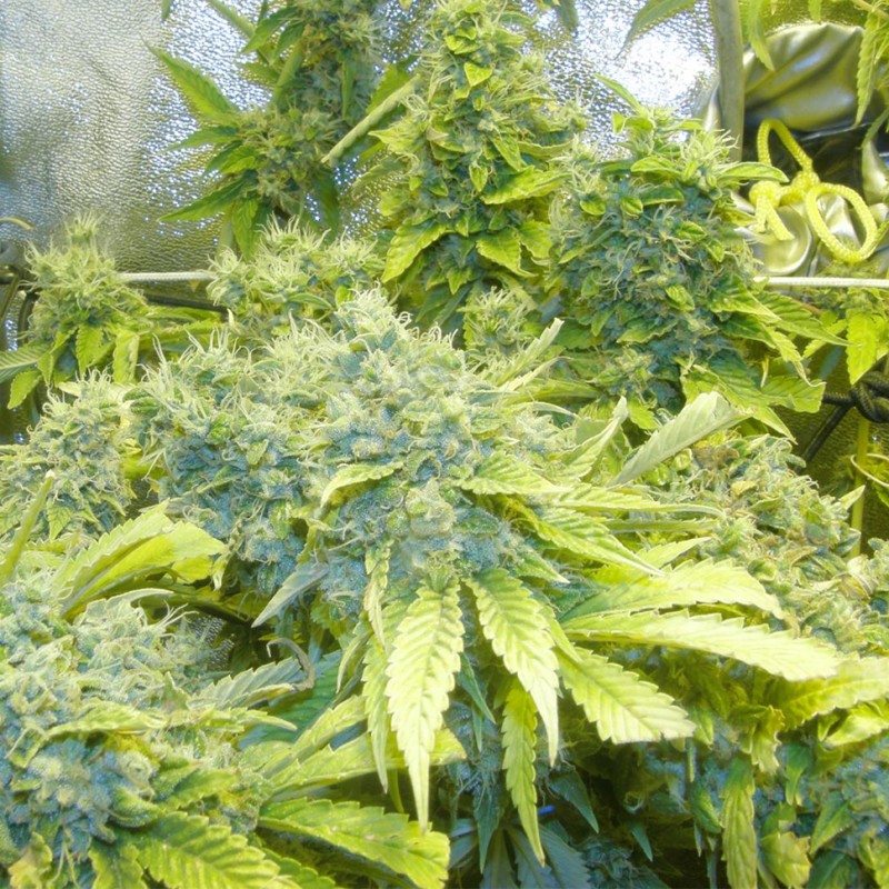 K-Train feminised Ganja Seeds - 477 насінин