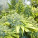 K-Train feminised Ganja Seeds - 477 насінин
