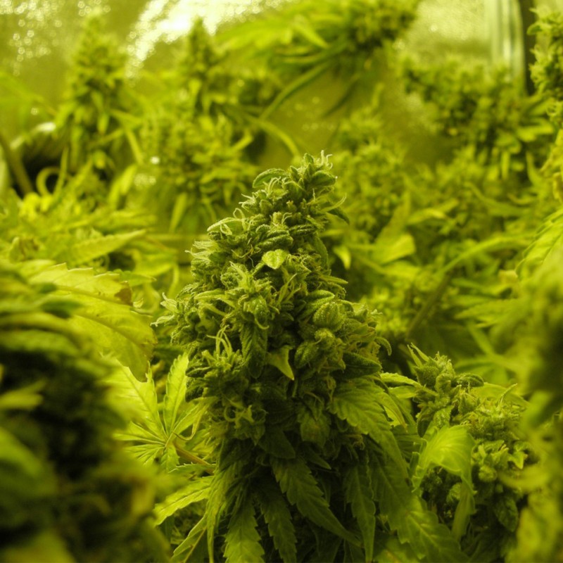 K-Train feminised Ganja Seeds - 477 насінин