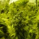 K-Train feminised Ganja Seeds - 477 насінин