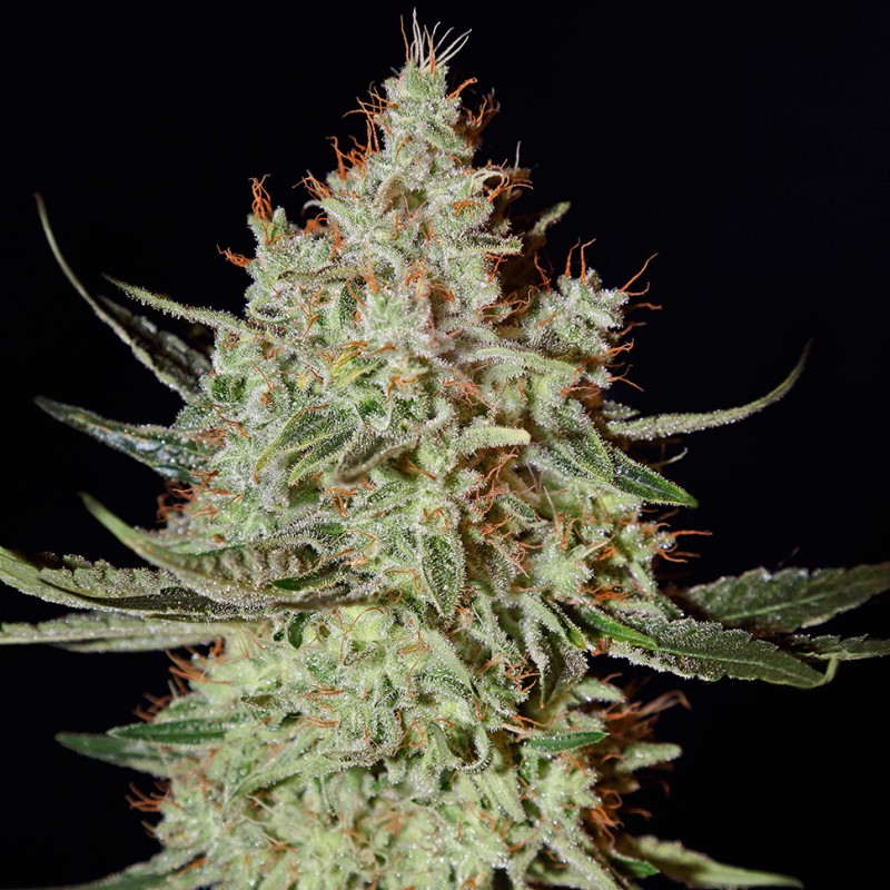 K-Train feminised Ganja Seeds - 477 насінин