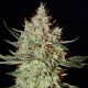 K-Train feminised Ganja Seeds - 477 насінин