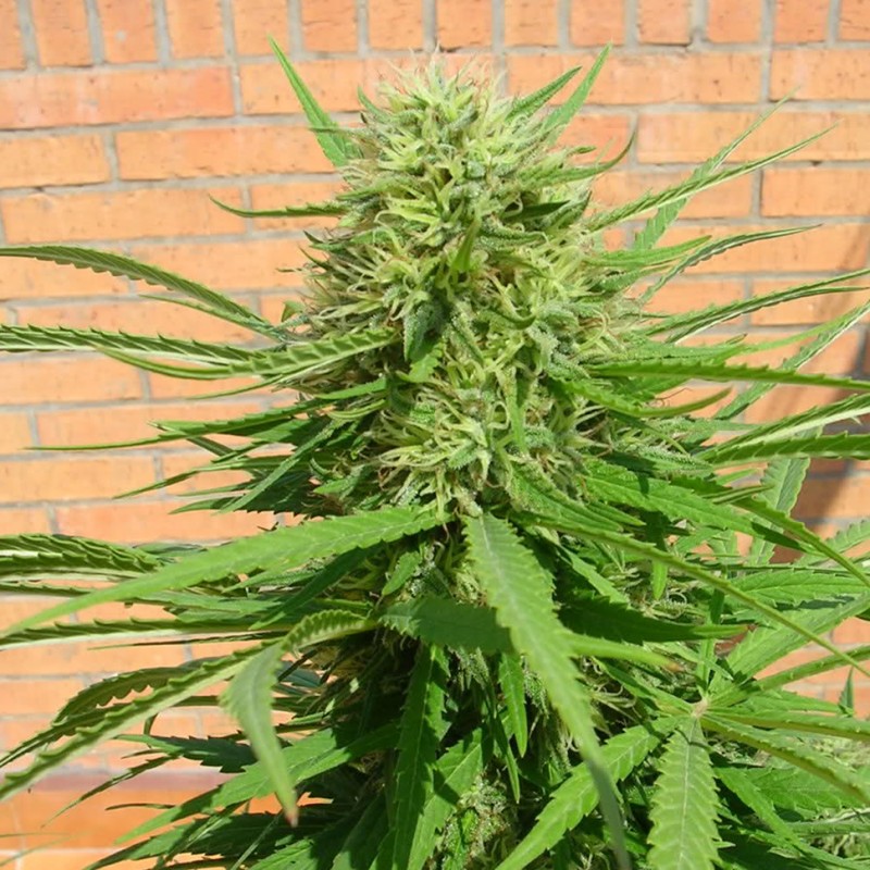 Auto Dr. Grinspoon feminised Ganja Seeds - 2 насінини