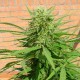 Auto Dr. Grinspoon feminised Ganja Seeds - 2 насінини