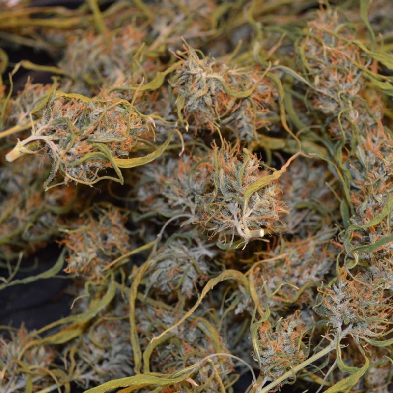 Auto Dr. Grinspoon feminised Ganja Seeds - 2 насінини