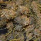 Auto Dr. Grinspoon feminised Ganja Seeds - 2 насінини