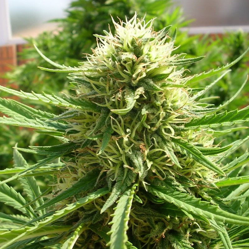 Auto Dr. Grinspoon feminised Ganja Seeds - 2 насінини