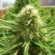 Auto Dr. Grinspoon feminised Ganja Seeds - 2 насінини